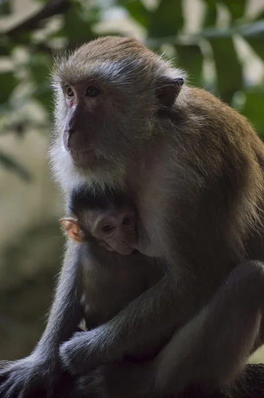 A monkey mother cuddling her baby in the lush forested area near Railay Beach, depicting the rich wildlife and tranquil environment.