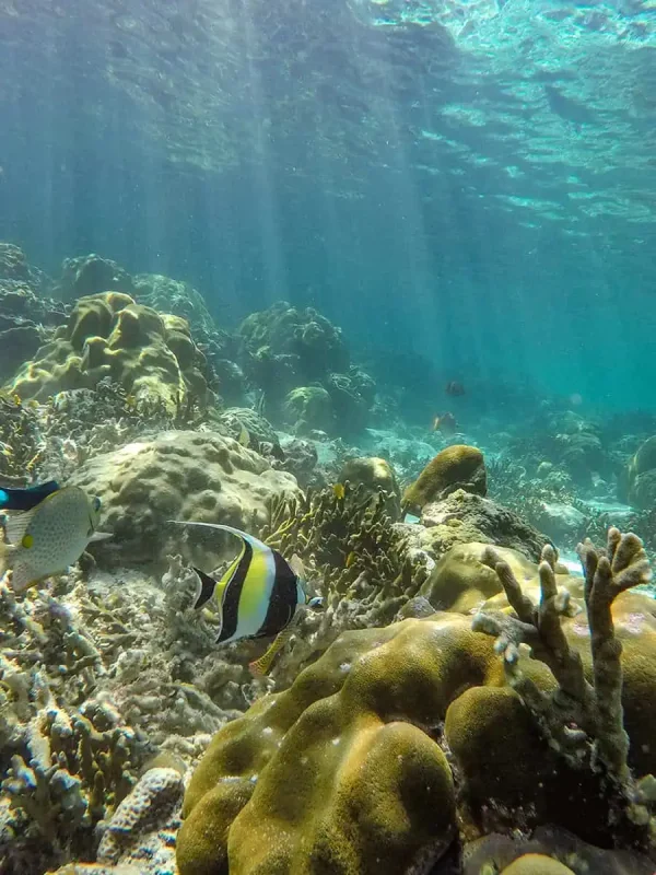 : Underwater view of a vibrant coral reef at Railay Beach, featuring colorful corals and a variety of fish, including a prominent black and white striped fish.