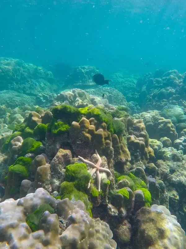 Another underwater scene at Railay Beach showing a starfish resting on green and brown corals, with clear blue water above.