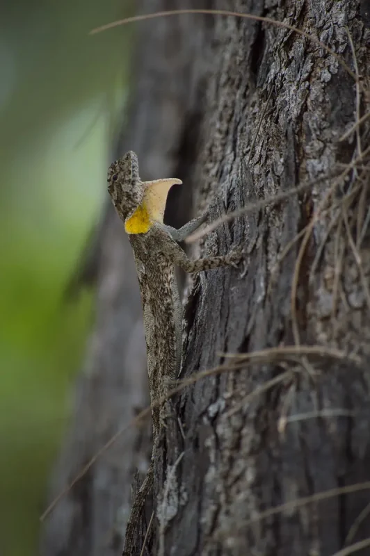 a little lizard found on the side of a tree on koh rong