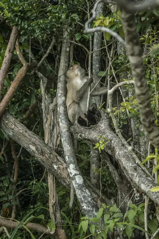 a local monkey hanging out in the jungle of koh rong samloem