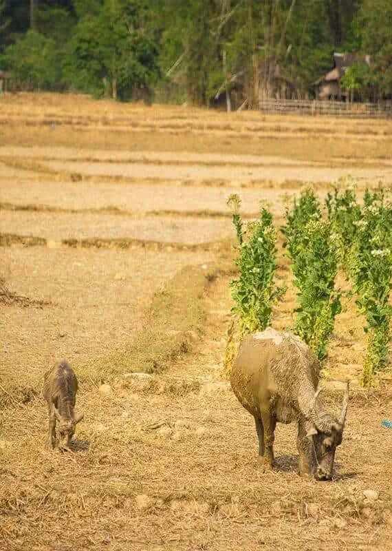 a mother and baby water buffalo in the fields around tham kong lo
