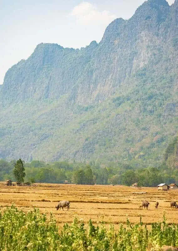 looking over the tobacco fields up to the karst limestone mountains with water buffalo in the foreground at kong lor laos