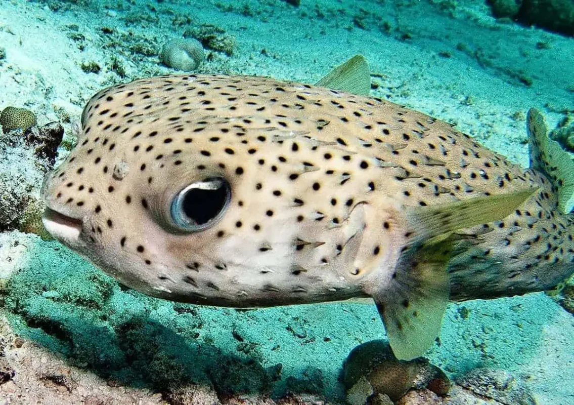 pufferfish while snorkeling in koh phi phi