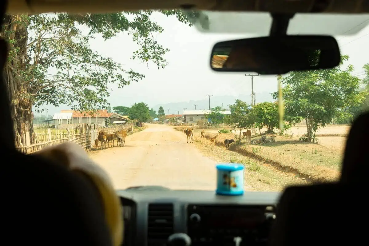 cows on road from inside minivan