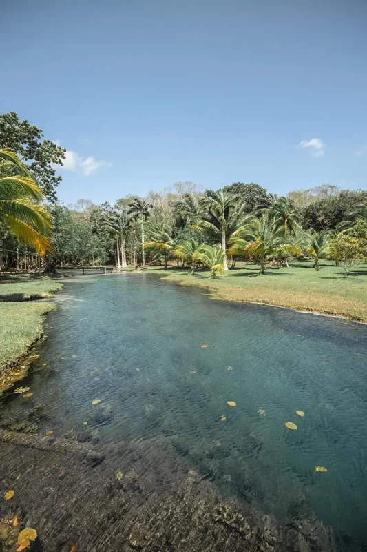 A serene view of a clear, flowing river surrounded by lush tropical vegetation in Bacalar. The water is crystal clear, revealing the sandy bottom, and is bordered by vibrant green palms and assorted tropical trees under a clear blue sky