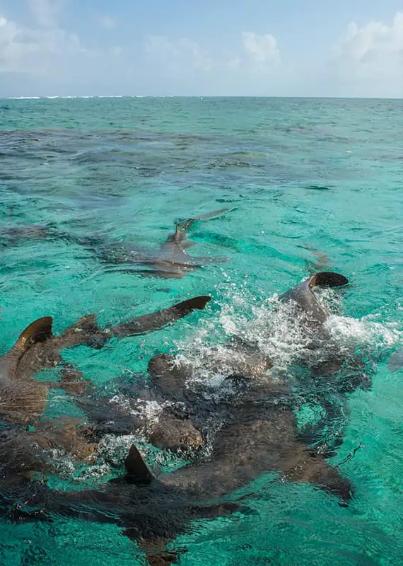 An underwater view of several nurse sharks swimming in the clear turquoise waters off Caye Caulker. The sharks create a dynamic scene as they navigate through the sparkling Caribbean waters, showcasing the rich marine life that the island's waters have to offer.