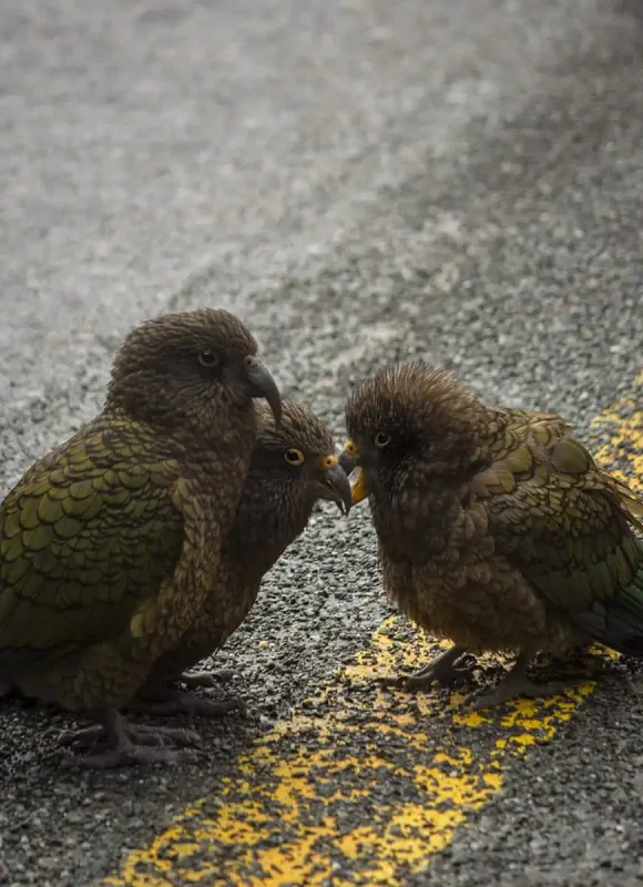 Three native kea parrots huddle together on a wet road with a yellow line in Milford Sound, New Zealand.