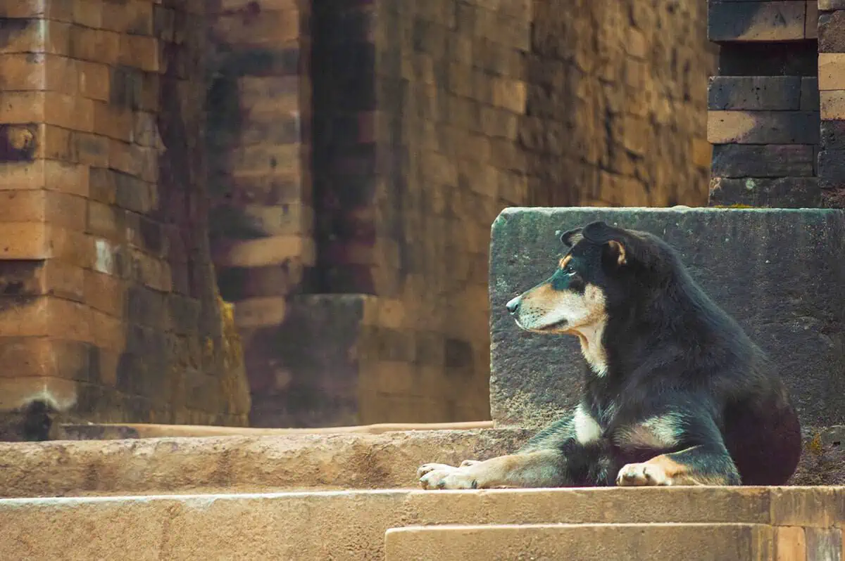 My Son Sanctuary Hoi An: BEST Tips & Tours (2025) 6 dog guarding one of the temples at my son sanctuary from hoi an