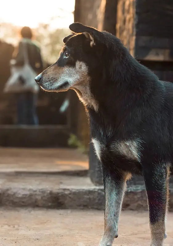 My Son Sanctuary Hoi An: BEST Tips & Tours (2025) 20 hanging out with the friendly dogs who are residents at my son sanctuary hoi an