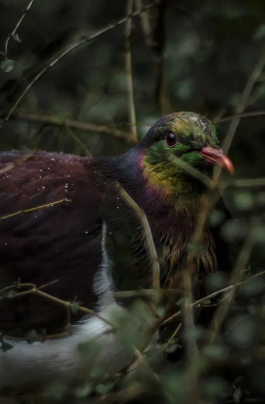 Close-up of a colorful wood pigeon with iridescent feathers blending into a dense, green foliage. The bird's plumage shows hues of green, purple, and maroon, and it looks alert.