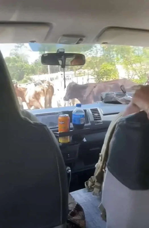 Inside a vehicle, a driver navigates a road blocked by a group of cows during a journey from San Ignacio to Flores. Drinks sit on the dashboard while the driver waits for the cattle to clear.