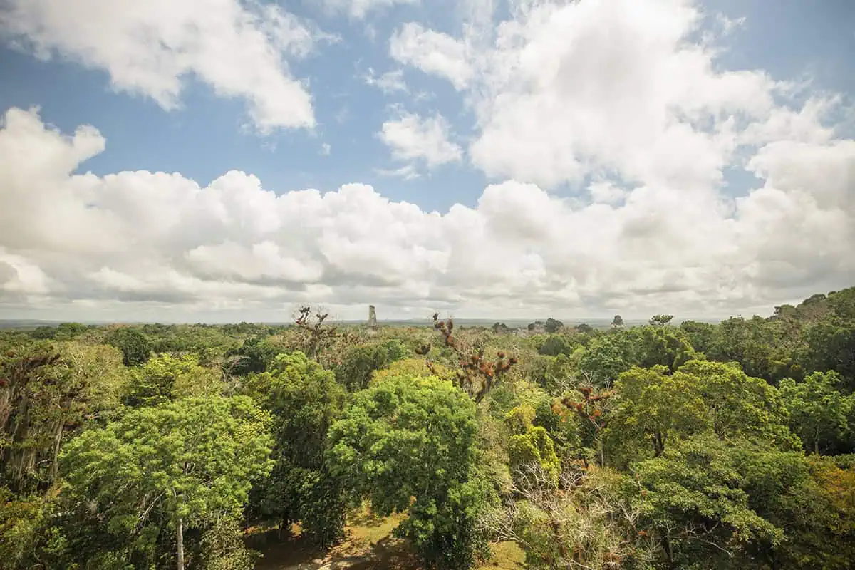 Expansive view of the Guatemalan jungle with a distant temple at Tikal, captured by visitors on a San Ignacio to Tikal day trip.