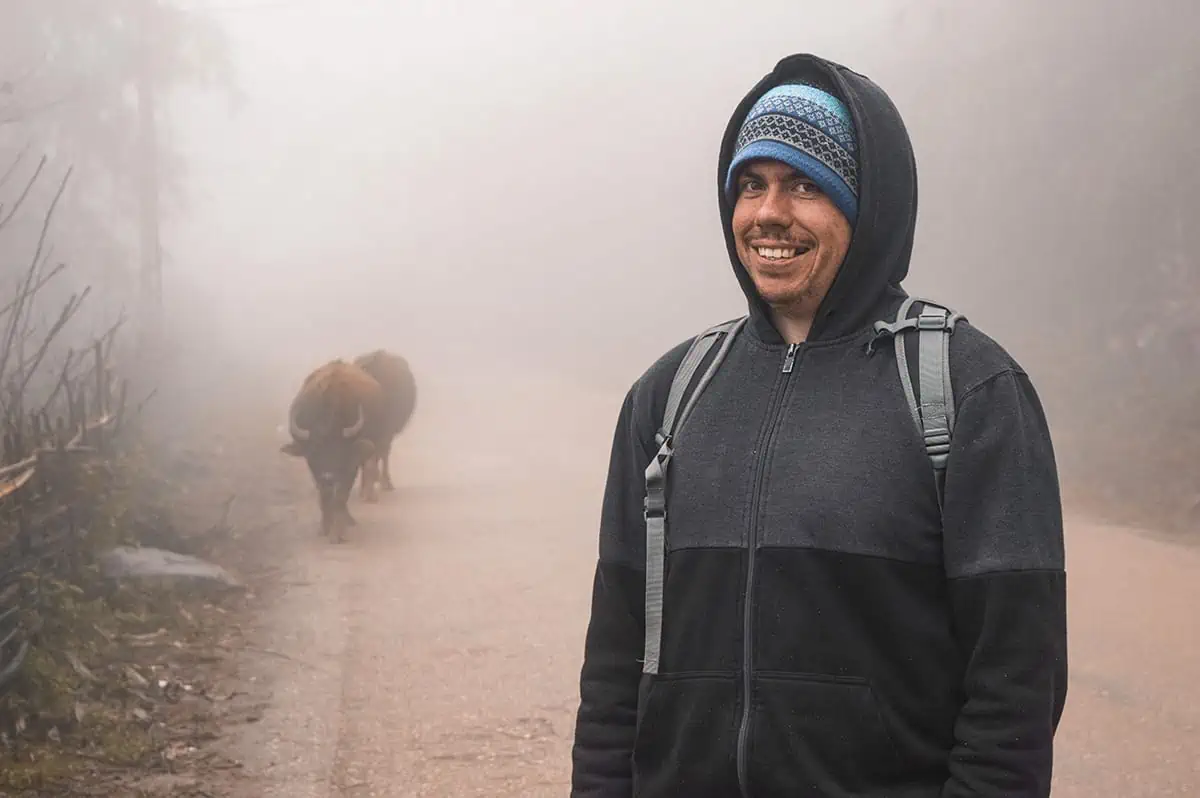 water buffalo sneaking up on a man in sapa