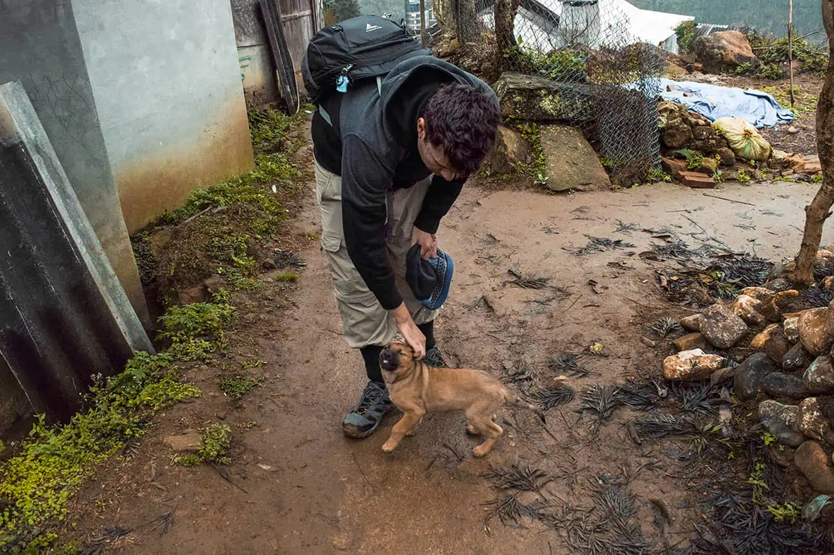 excited puppy while trekking to ta van