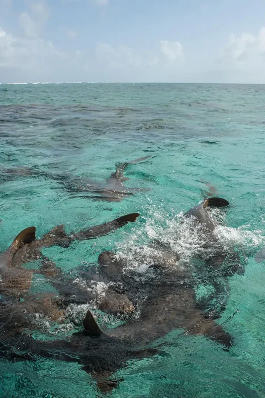 nurse sharks swarming and trashing on the surface at shark ray alley in belize