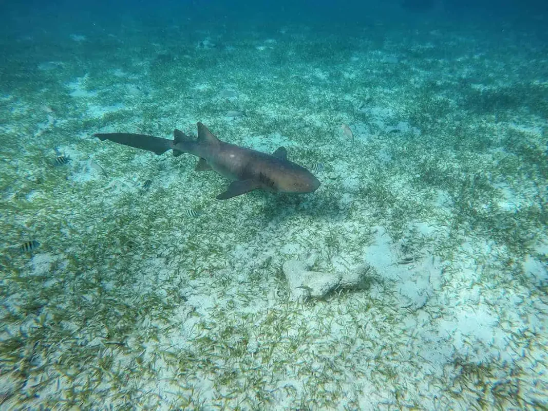 a lone nurse shark against the sea floor at shark ray alley
