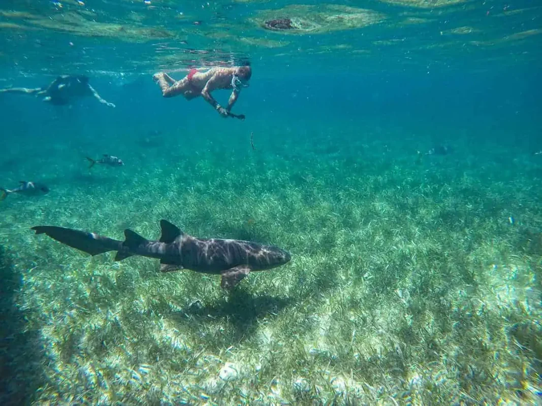 a man snorkeling on the surface at shark ray alley with a nurse shark swimming underneath. there are allso a few fish and the seabed is covered in grass