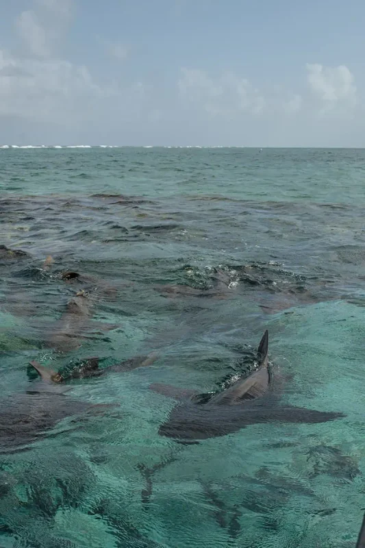 nurse sharks on the surface of the water at shark ray alley