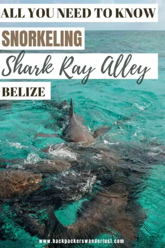 Ready to get out of your comfort zone and come face to face with some incredible creatures? Then you need to check out Shark Ray Alley in Belize!

I will let you know all you need to know before visiting, such as how to get there, entry fees, what to expect, and most importantly is it safe.