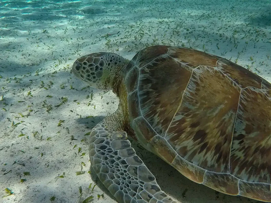 hanging out with a hawksbill turtle in the sea grass area of hol chan marine reserve