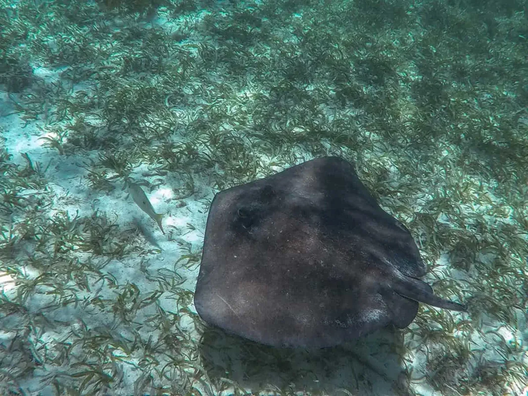 a southern stingray while snorkeling on our tour from caye caulker