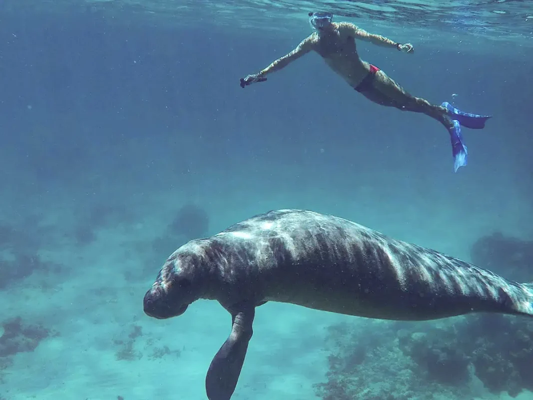 swimming alongside a massive manatee on a snorkeling tour from caye caulker
