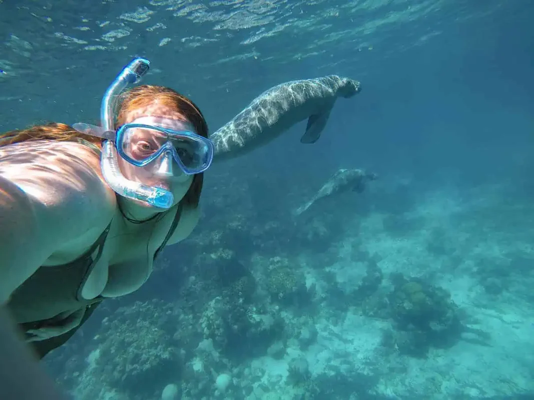 tasha amy swimming with two manatees in belize