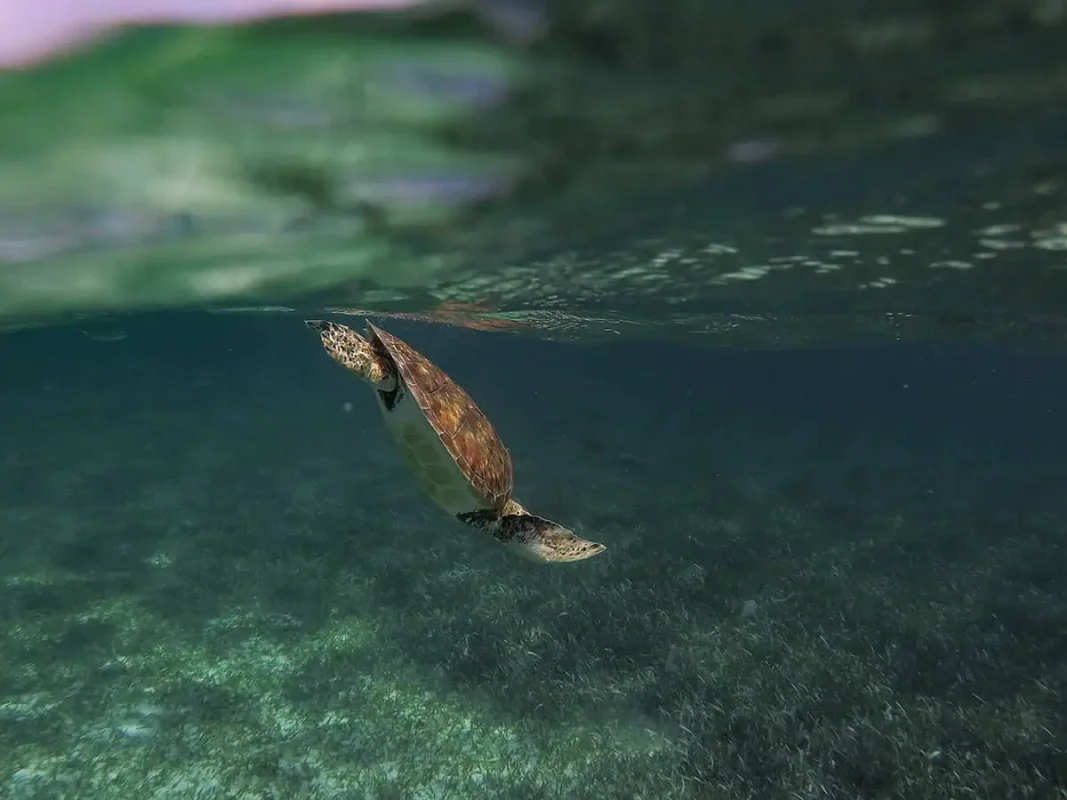 A lone sea turtle swims gracefully near the surface of clear blue water. The turtle's shell and flippers are visible as it glides through the ocean, with the sunlight casting gentle reflections on the water. The serene and natural beauty of marine life offers moments of quiet observation and connection with nature.