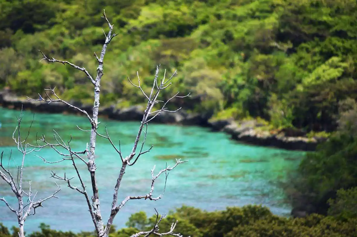 14 BEST Things To Do In Lifou: Cruise Passengers & More 10 A view through bare branches overlooking the turquoise waters near the shoreline, part of the stunning natural landscape in Lifou.