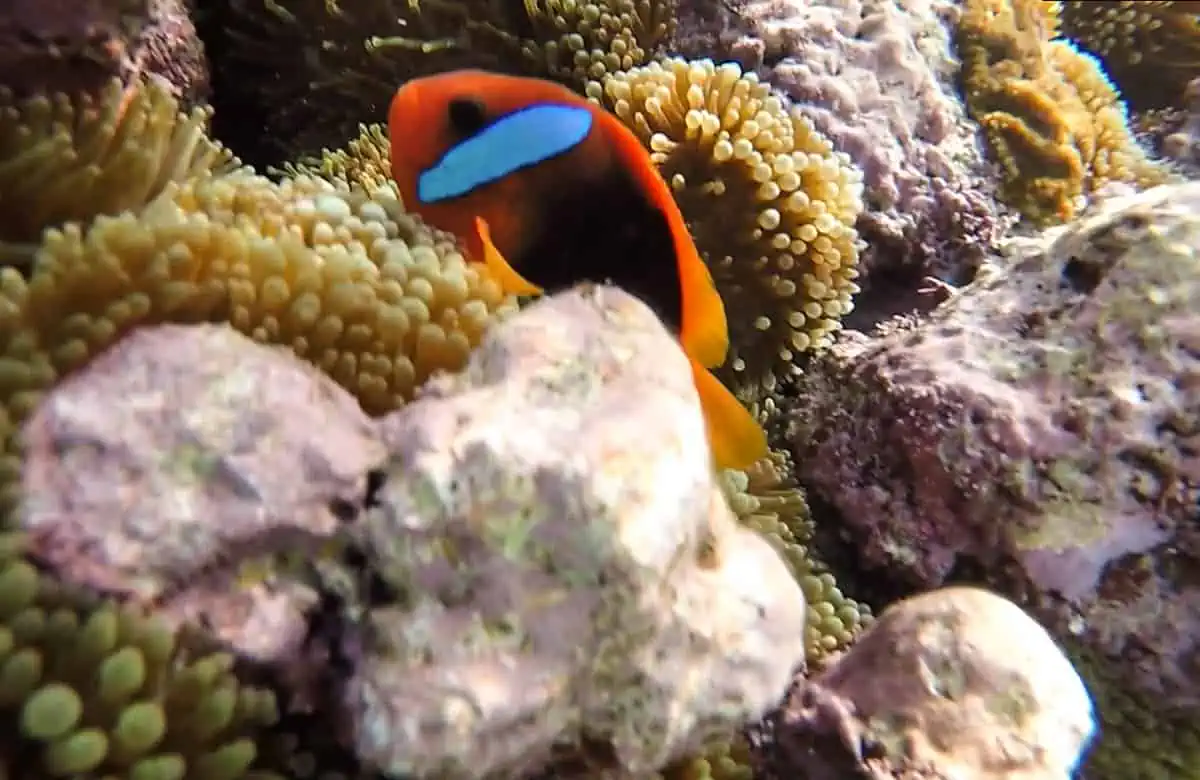 14 BEST Things To Do In Lifou: Cruise Passengers & More 9 A vibrant clownfish nestled among sea anemones in the shallow waters of Lifou, indicative of the diverse marine life visitors can see while snorkeling.