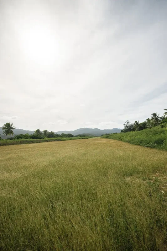 A wide, golden grass airstrip on Mystery Island extends toward distant green hills, bordered by lush tropical vegetation under a hazy sky.