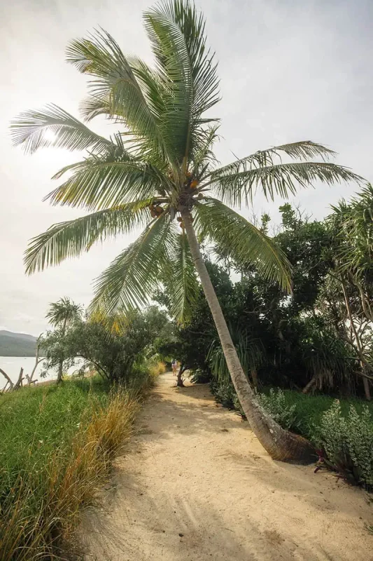 A sandy path on Mystery Island, lined with tropical foliage and a tall coconut palm towering overhead.