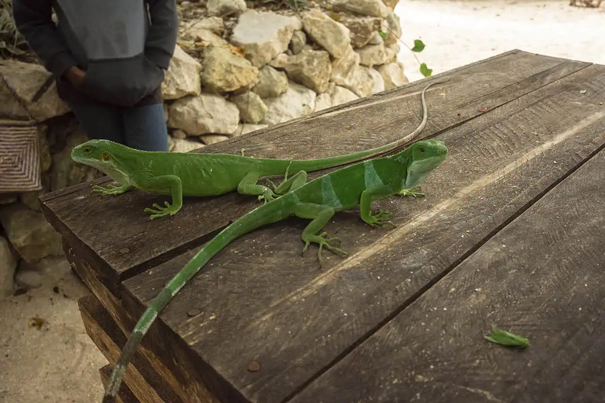 Two bright green iguanas rest on a weathered wooden table on Mystery Island, with stone walls and sandy ground in the background.