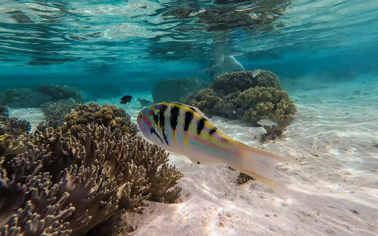A brightly colored fish with pink, yellow, and black stripes swims past coral in the clear waters off Mystery Island.