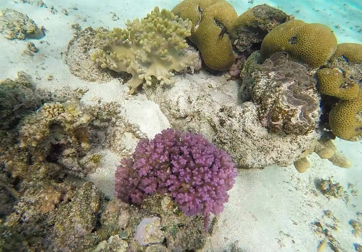 Underwater scene featuring a bright purple coral surrounded by beige and brown corals on the reef around Mystery Island