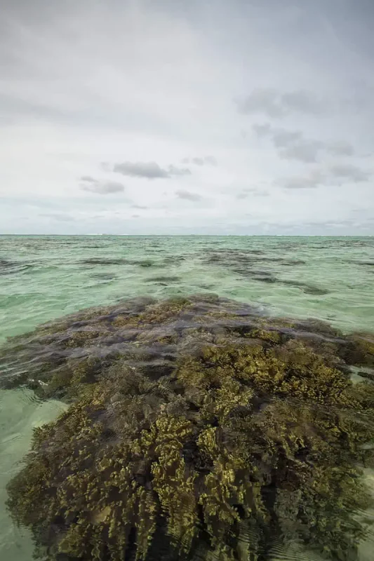 Close-up of golden-brown coral thriving in shallow, clear waters near the beach on Mystery Island, with hints of the horizon in the distance.