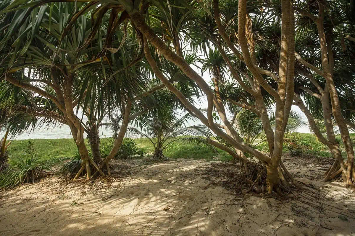 Tangled pandanus trees frame a sandy path leading to the ocean on Mystery Island, with filtered light casting shadows across the ground.