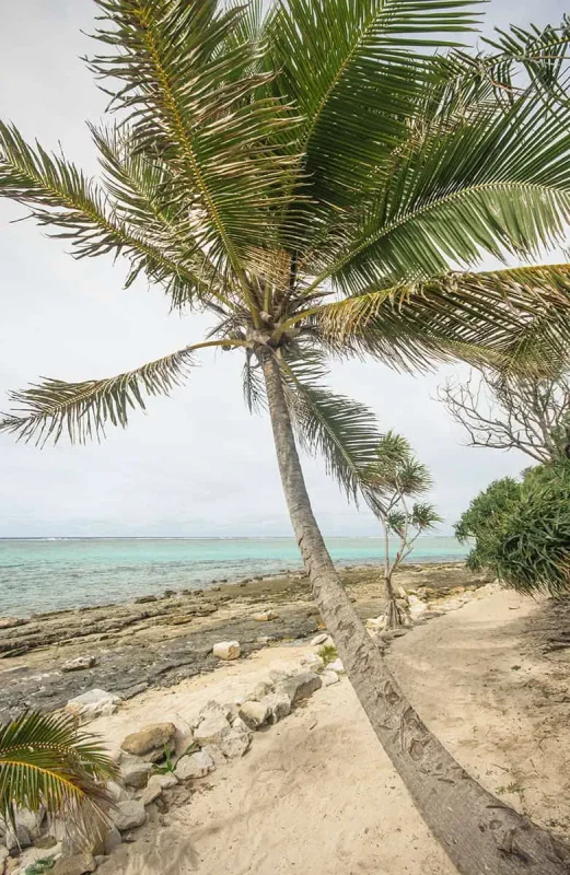 A tall coconut palm leans over a sandy path beside the rocky shoreline of Mystery Island, with turquoise water stretching to the horizon.
