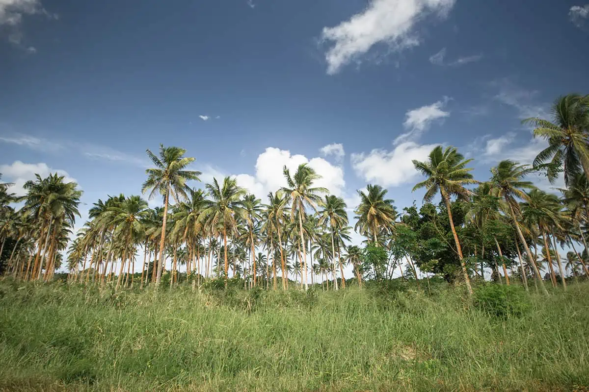 swaying palm trees in an overgrown field in port vila