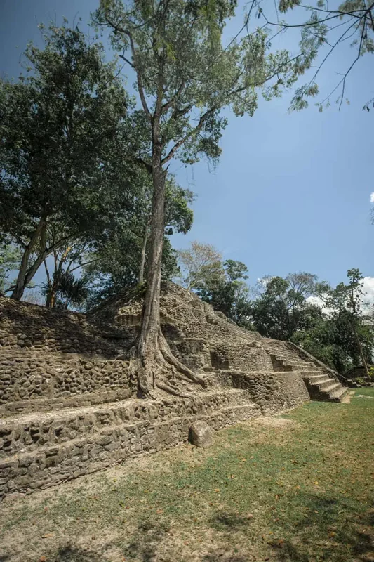 Why Visit Belize: 20 Reasons To Add It To Your Travel Bucketlist 5 trees growing over the incredible ruins at cahal pech in san ignacio belize