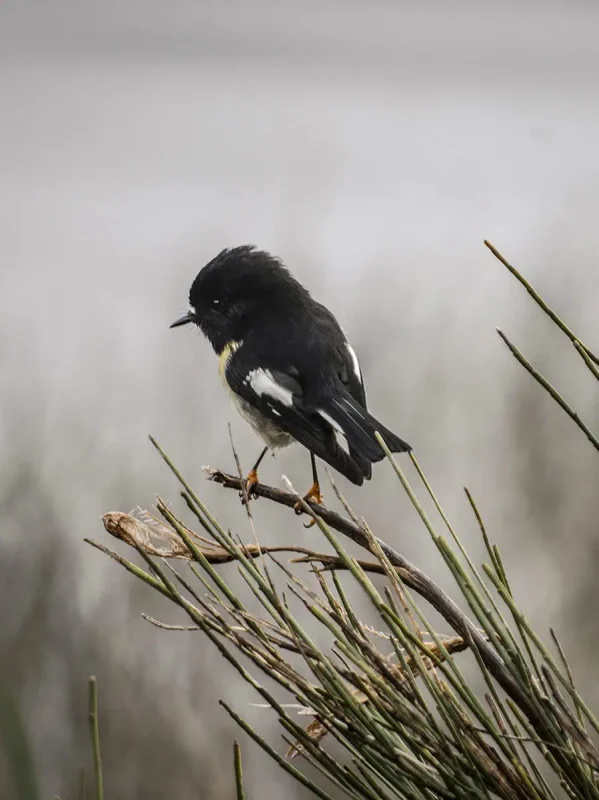 Milford Sound In Winter: Is It Still Worth The Hype? 25 A close-up shot of a small black and white bird perched on a branch, surrounded by sparse, green foliage. The bird's delicate features and the blurred background emphasize the serene and natural setting, typical of the rich biodiversity found in Milford Sound.